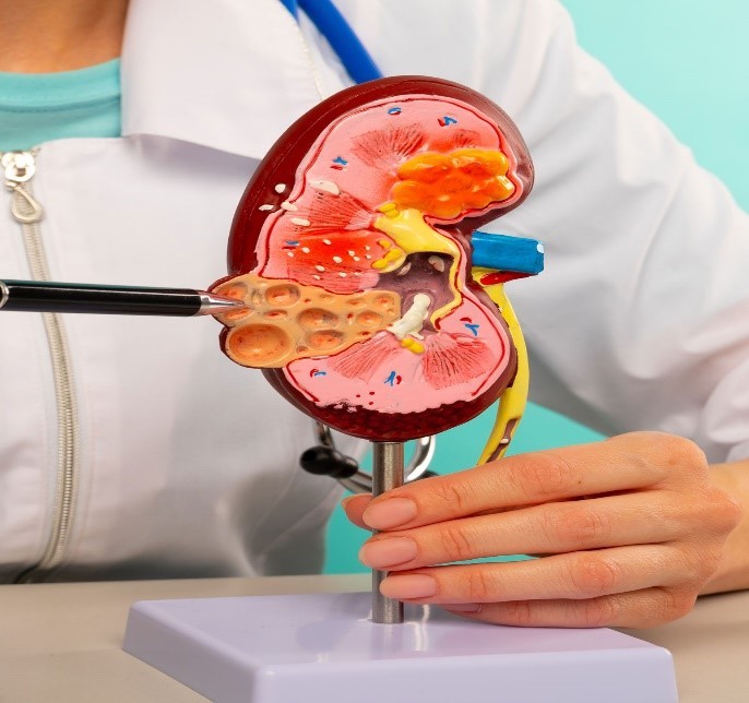 herbs can make your kidneys work batter